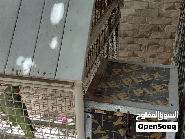 زوج دره محلي ومنتج يصفر ويتكلم بعض الكلمات الطيور معي من يوم صغار