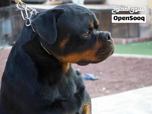 جراء روت وايلار مستوى خرافي  باقي آخر 3 جراء