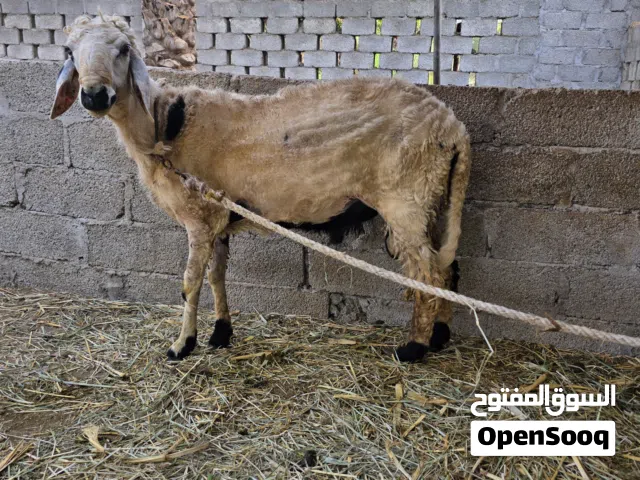 كبش للبيع سمين وراهي