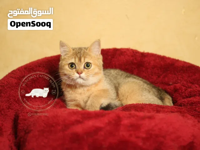 British shorthair / scottish fold بريتيش شورت هير/سكوتش فولد