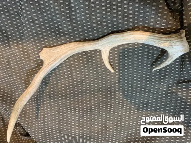 قرن غزال (او ايل )