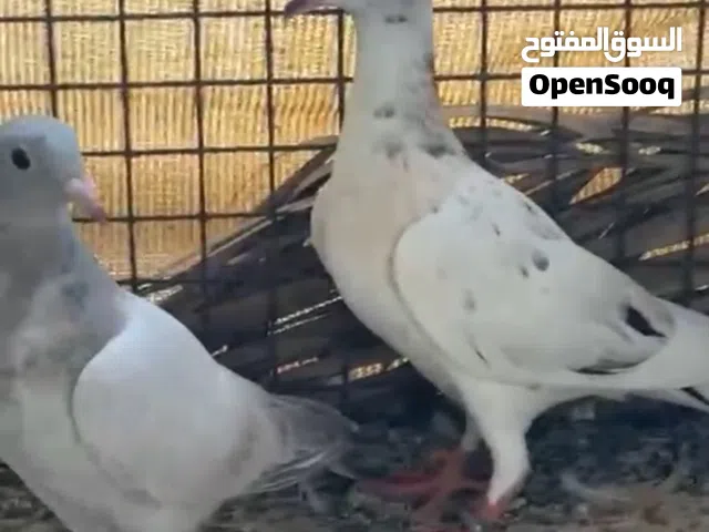 طبه زاجل الموند سعر 10