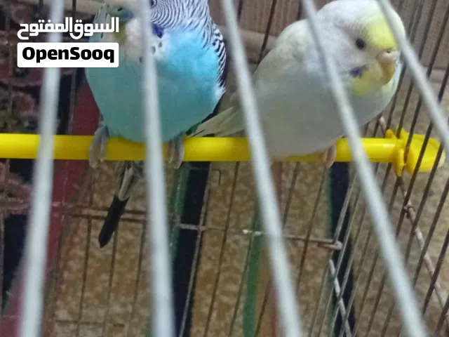 جوز حب شغال