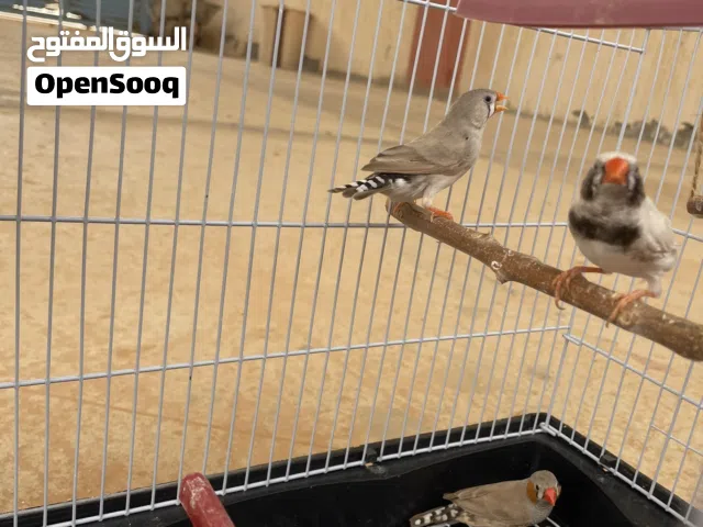 2زوج عصافير زيبرا مشاء الله