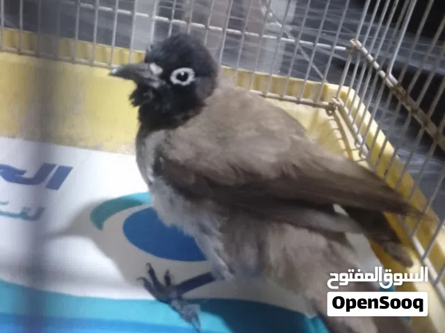بلبل للبيع