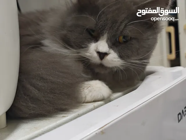 لتبني مجموعة قطط مع جميع معداتهم