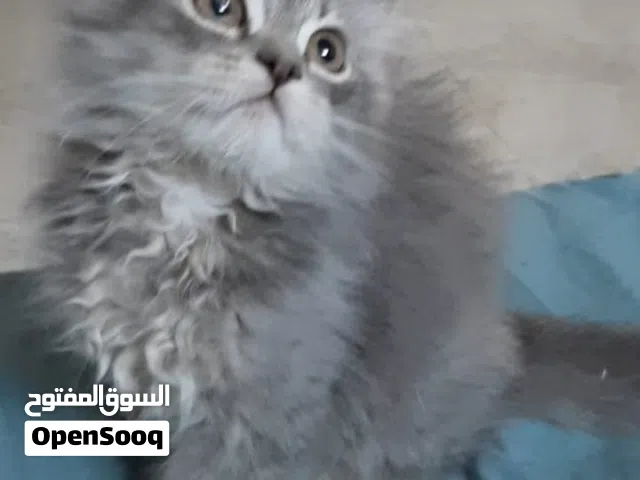 بيع قط صغير لطيف