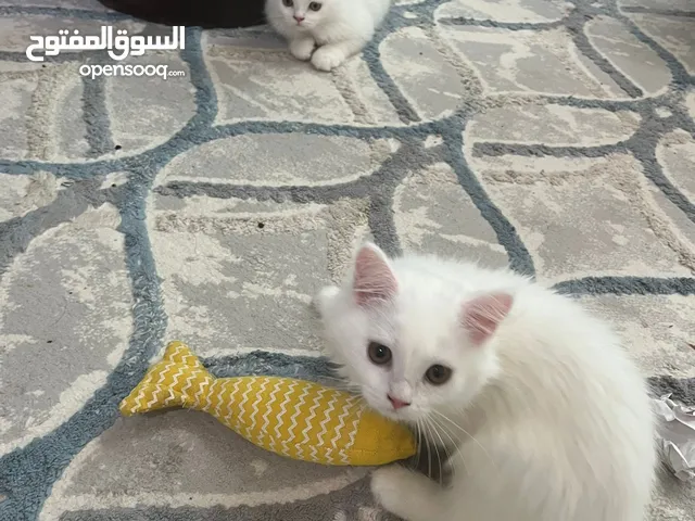 Persian Couple Kittens of Good Quality