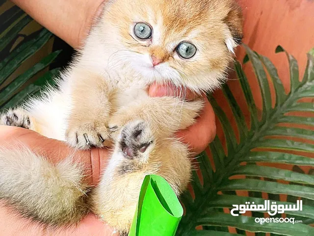 Scottish fold long hair baby girl