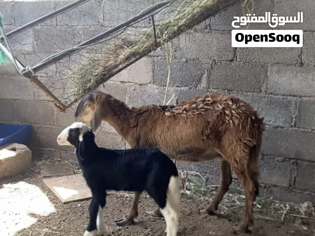 جاعده سودانيه تحته كبش فرصه الي يبغا حال تربيه