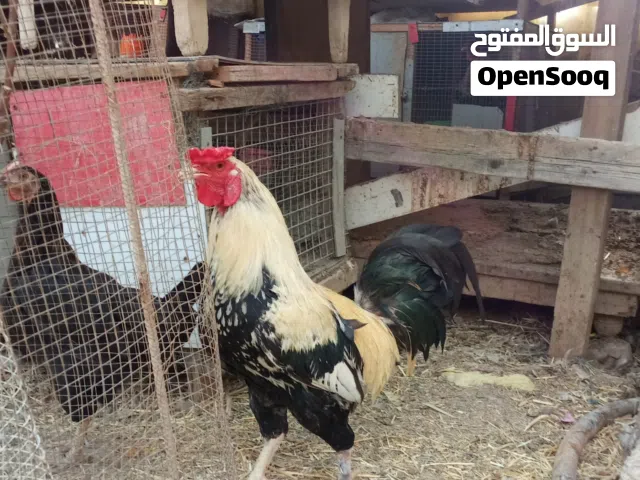ديج للبيع عشرة بس