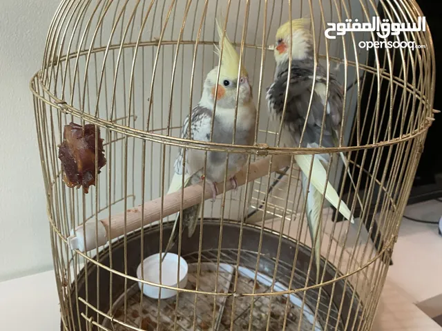 طيور جاهز حق التاج