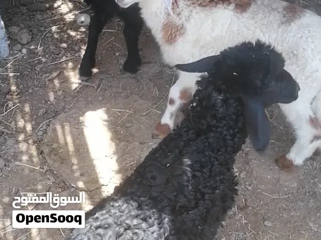 كباش تهجين نجدي 3 جداي 2 تابع الوصف