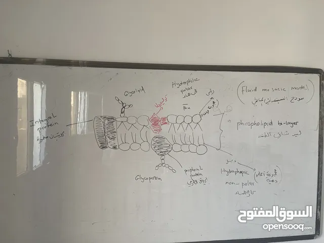 English Teacher in Tripoli