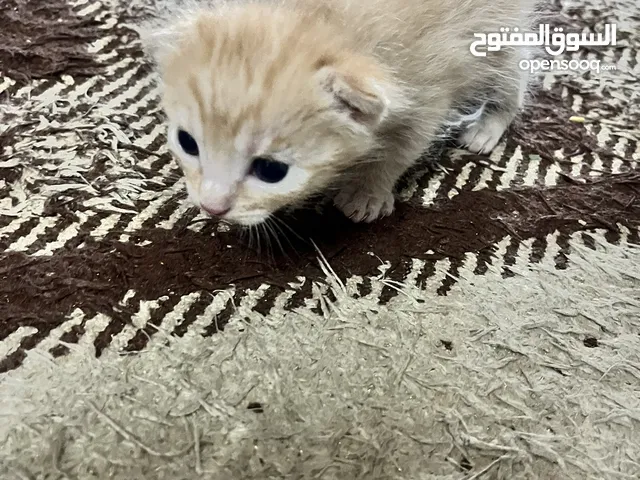 قطة وبنتها للتبني