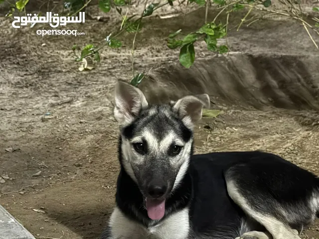 Husky mix German Shepherd dog