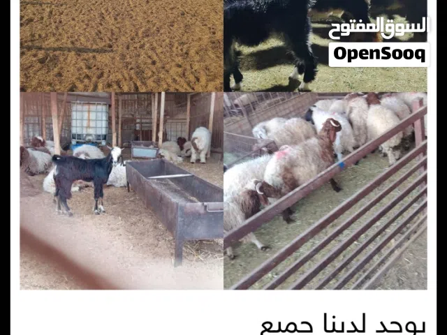 يوجد لدينا جميع انواع الذبايح حري هرفي نعيمي حري سواكني مرابي رفيدي مرابي