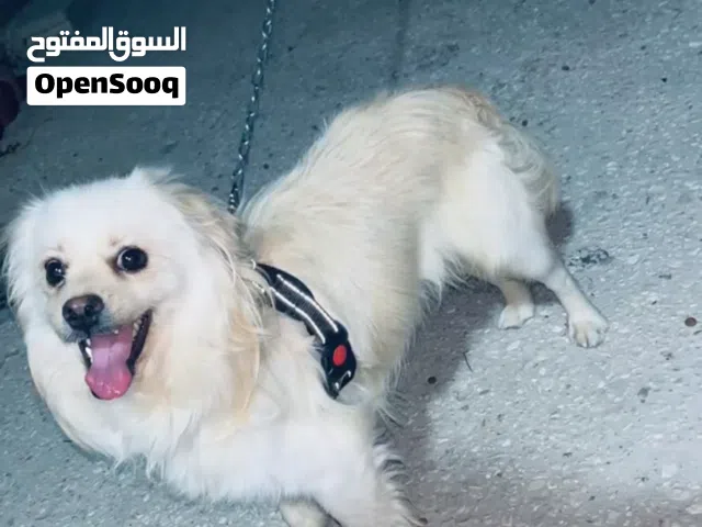 كلب شيواوا سعر 150 قابل للتفاوض