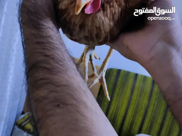 دجاجة عرب بياضة