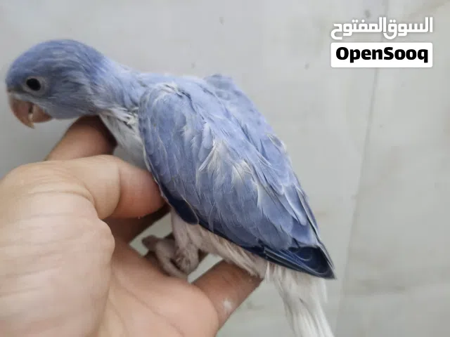 نوادر ،، فرخ دره فايلوت كلير اوبلاين