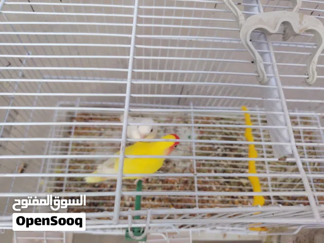 طيور بركديلو