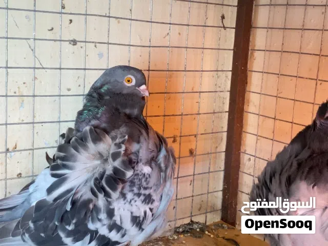 للبيع مجموعه طيور كشكي الوصف مهم "قابل "