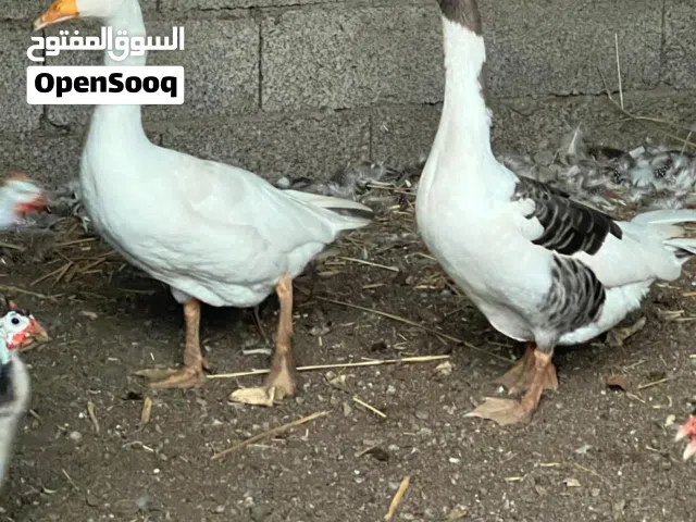 زوج وز منتج