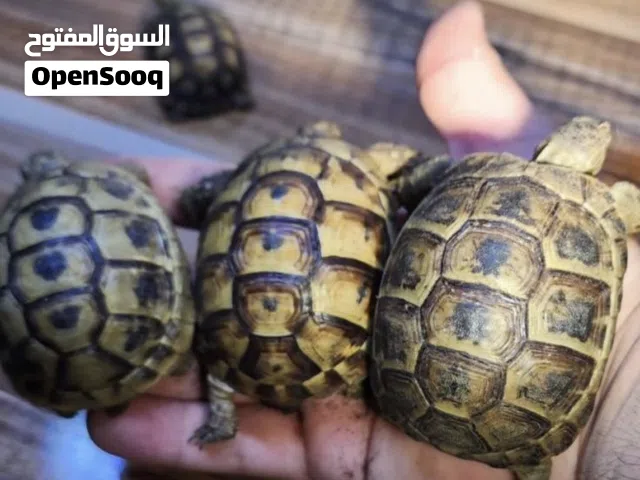 سلاحف يونانيه