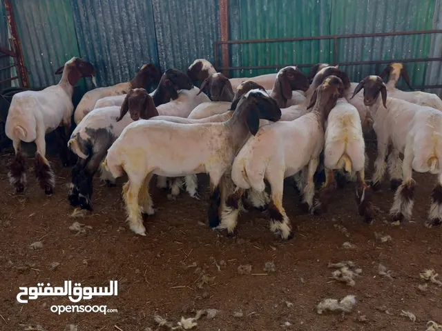 قص صوف الاغنام و الماعز و غسيل