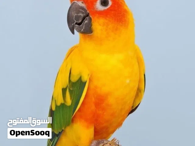 عرض على فروخ صن كنيور انتاج محميه ابومروان