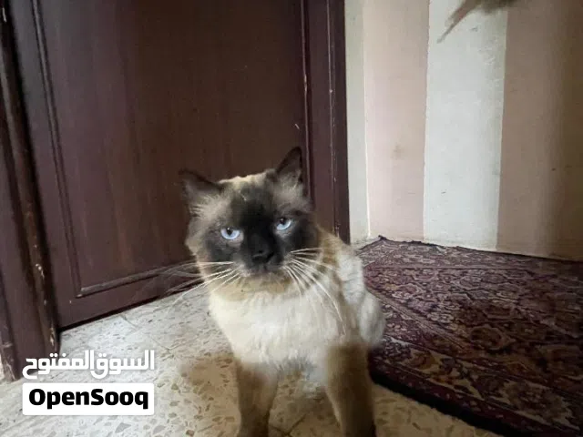 قطط مميز من سلاله السيامي