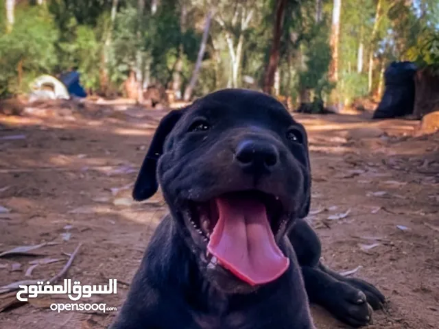 ذكر بيتبول