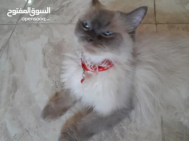 قطة هملايا للبيع