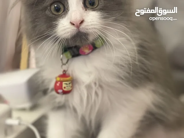 قطط سكوتش فولد لونق هير مطعمين وعندهم جوازات ولعوبين وصحتهم ممتازه