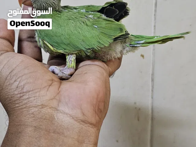automatic feeder for pigeon,green ring neck parrot baby,and other birds