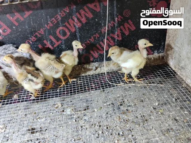 افراخ دجاج عرب وابو ركيبه