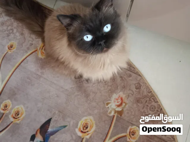 قط هملايا ذكر