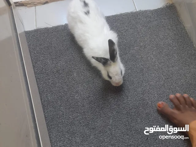 white rabbit