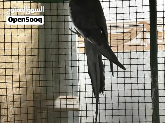 زوج كوكتيل للبيع