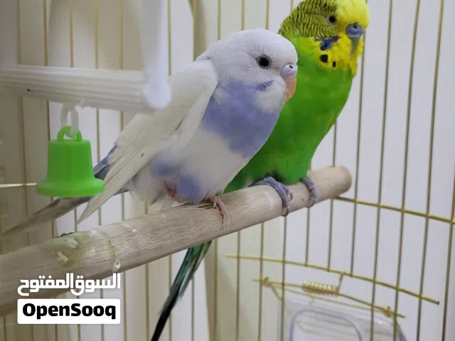 Friendly and calm Budgie pair. WhatsApp number:+46722895197 ( Sweden)