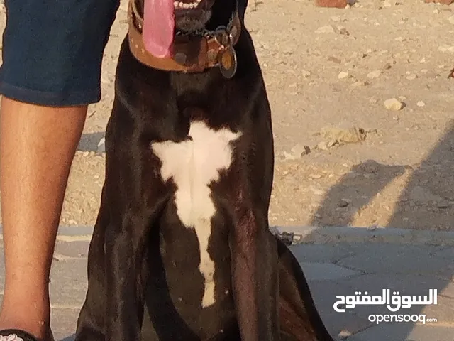 كلبه جريت دان للبيع العمر سنه