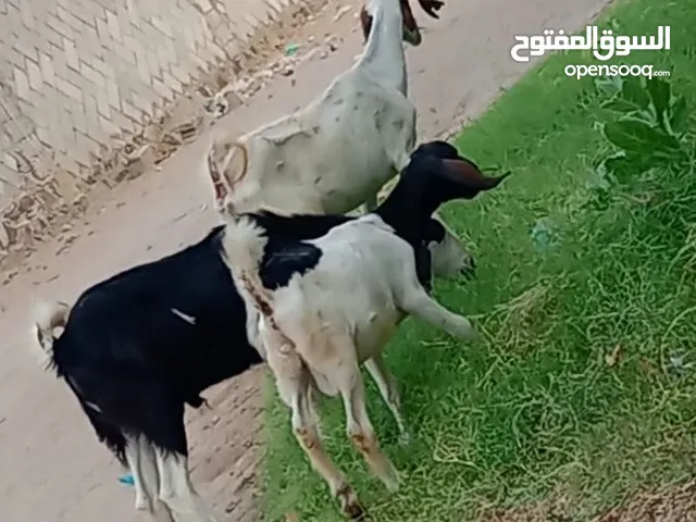 للبيع معزة هندي عليها تيس  ومطردة والد  تيس هندي  المشتري الجاد يجي خاص  الموقع عدن