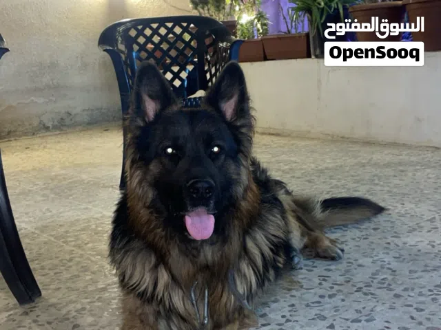 كلاب جيرمن