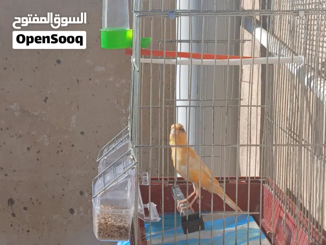 طير كنار ادفع بحق الله التواصل واتسب فقط