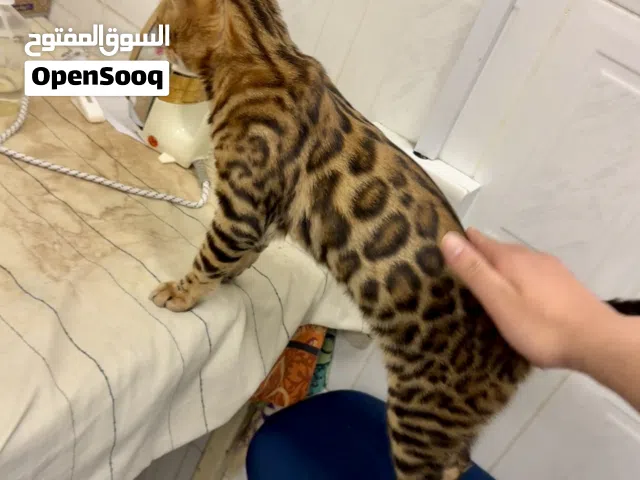 Pure male bengal cat