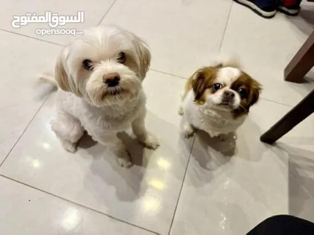 Wonderful small house dogs ( Free Adoption)