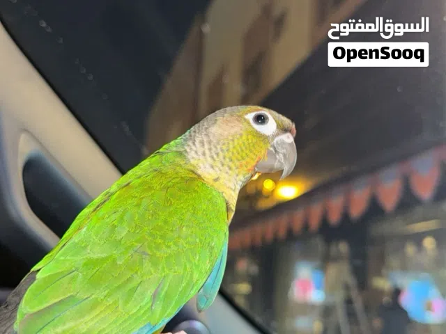 كنيور قرين شك