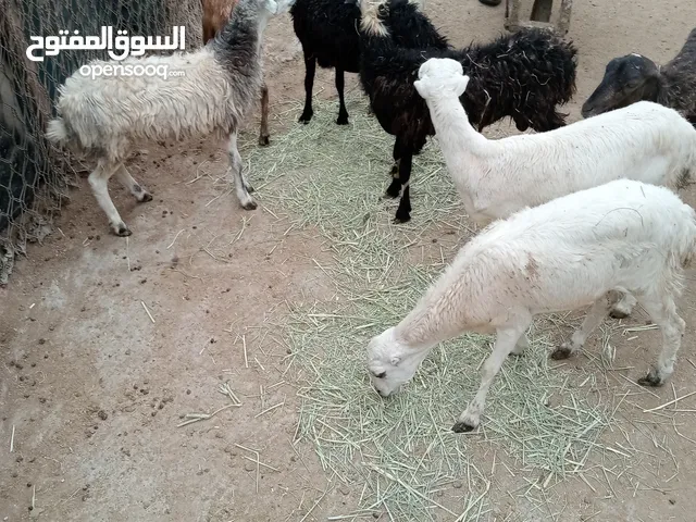 كباش للبيع