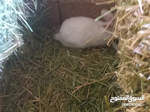 السلام عليكم  أرنب  ربي يبارك  ذكر وانثي  انثي  قريب تجري المكان ترهونه