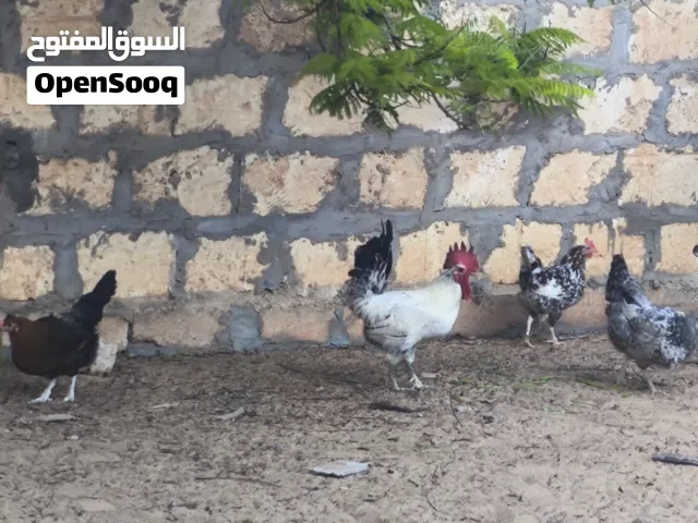متوفر 5دجاجات عربيات يدحو وزوز فراريج ناشطات ربي يبارك